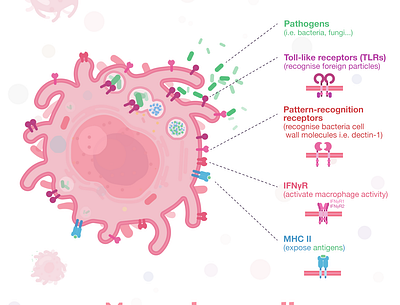 Week8 - Macrophage biology blood cell flat illustration illustration immunology sciart scicomm science vector virus