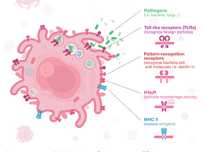 Week8 - Macrophage