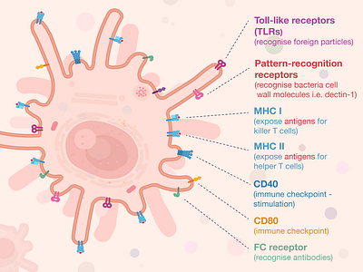 Week9 dendritic cells