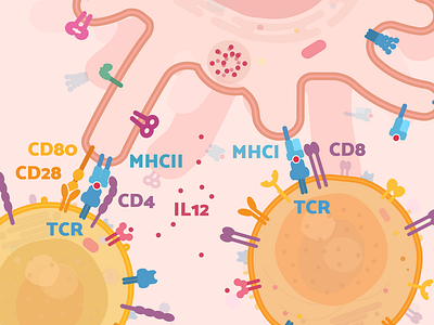 Dendritic - T cell interactions