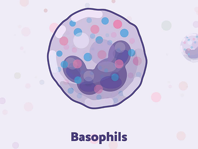 Week13 - Basophils illustration illustrator immunology science vector