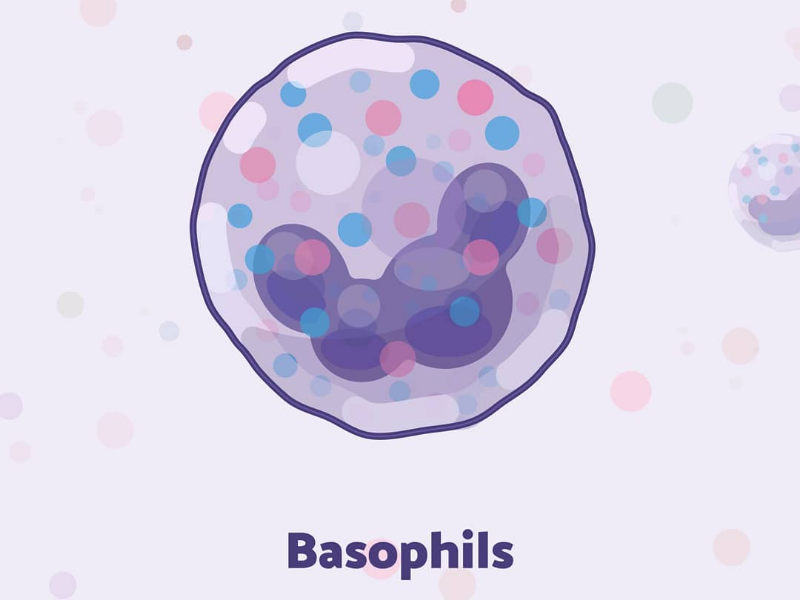 Week13 - Basophils by LaPipette on Dribbble