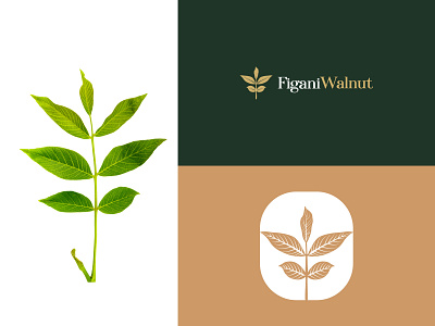 Figani Walnut Logo Design