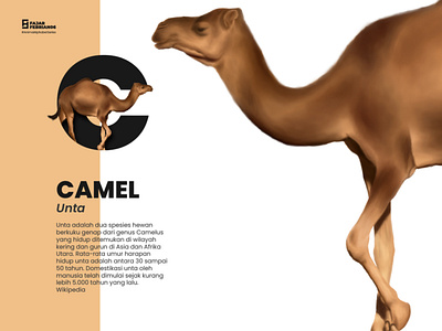C | Camel #AnimalAlphabetSeries