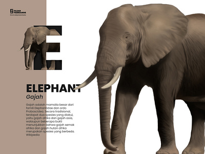 E | Elephant #AnimalAlphabetSeries design graphic design illustration illustrator