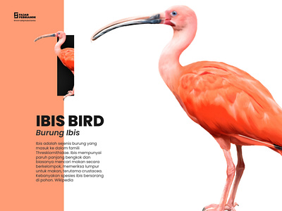 I | Ibis Bird #AnimalAlphabetSeries design graphic design illustration illustrator