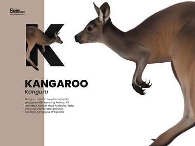K | Kangaroo #AnimalAlphabetSeries design graphic design illustration illustrator