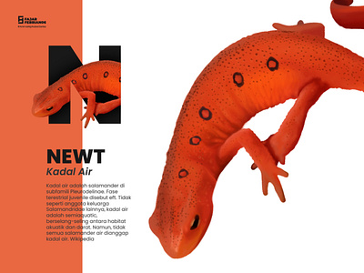 N | Newt #AnimalAlphabetSeries design graphic design illustration illustrator