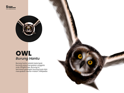 O | Owl #AnimalAlphabetSeries design graphic design illustration illustrator