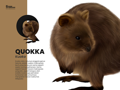 Q | Quokka #AnimalAlphabetSeries design graphic design illustration illustrator