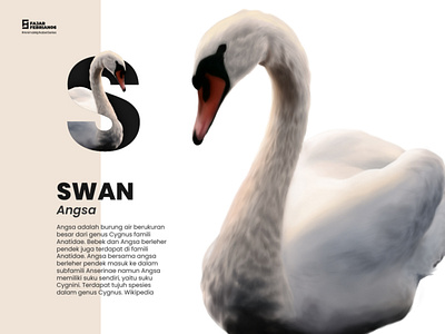 S | Swan #AnimalAlphabetSeries design graphic design illustration illustrator