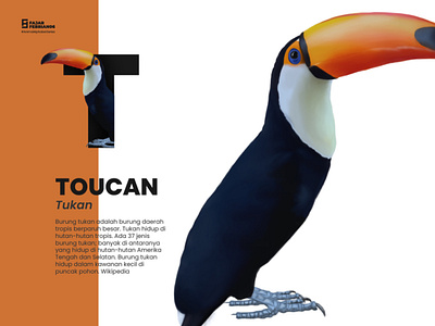 T | Toucan #AnimalAlphabetSeries design graphic design illustration illustrator