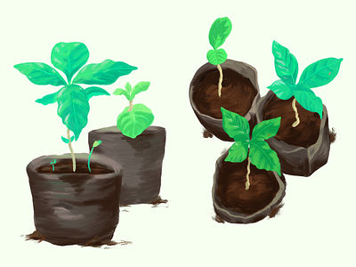 Coffee Seedlings