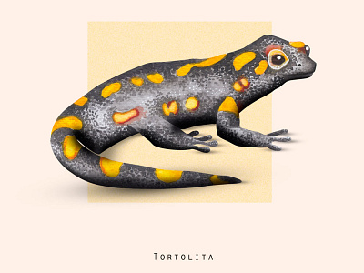 SALAMANDRA - Anfibio