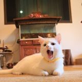 Muhammad Zaki Alzikri