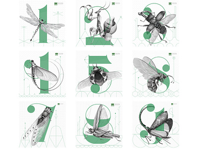 INSECTA 2021 calendar digital art digital painting graphic graphicdesign illustraion illustrator insect line art product design