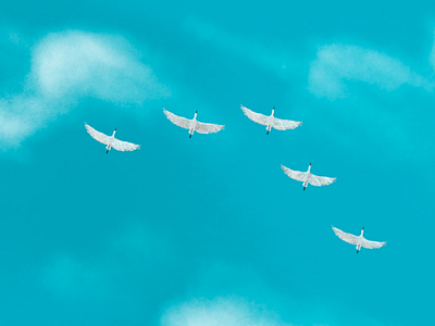 L E A D clouds cranes dribbble fly procreate sky