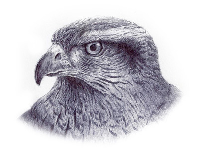 Red Tail Hawk Sketch hawk ink sketch