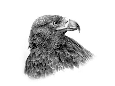 Golden Eagle Sketch eagle ink sketch