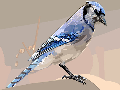 Bluejay illustration