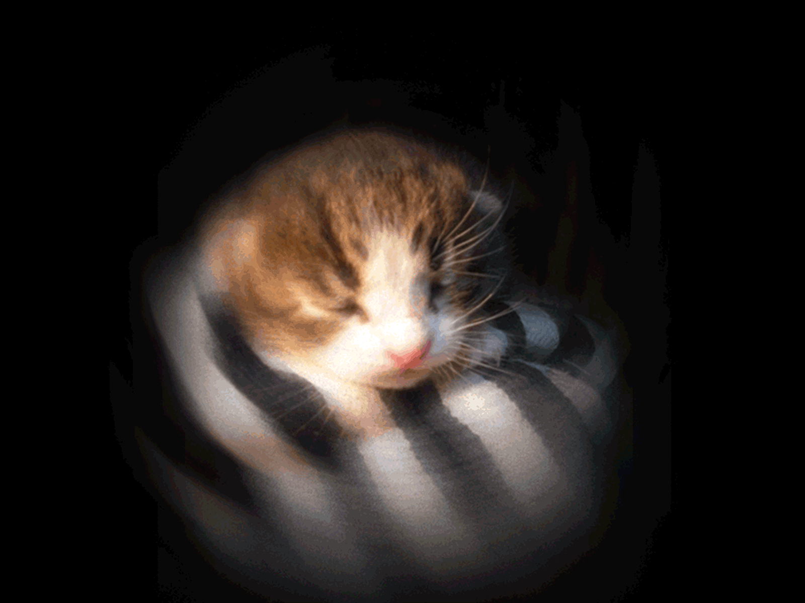newborn animation kitten
