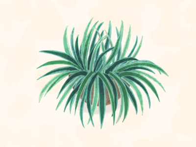Spider plant illustration