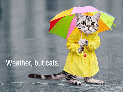 Weather Whiskers cats cats in clothes lol cat rain rainbow umbrella weather weather cats weather whiskers