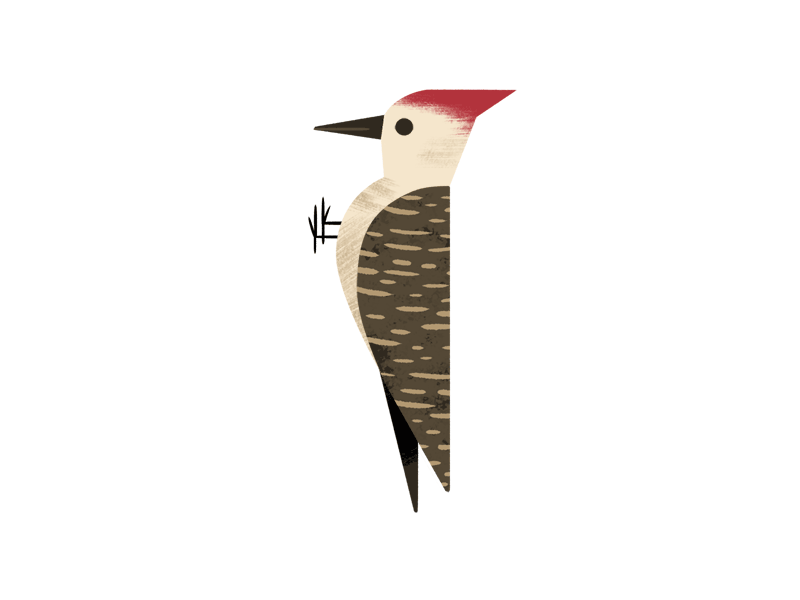 Animated Woodpecker andrew kolb animated gif kolbisneat woodpecker