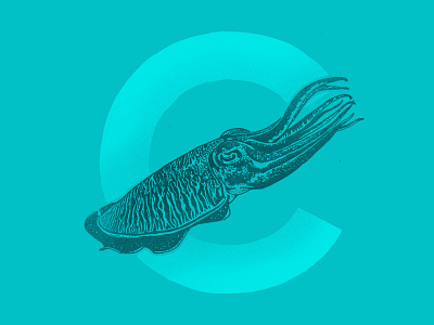 cuttlefish illustration