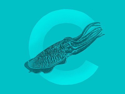 C is for cuttlefish alphabet animals cuttlefish illustration texture