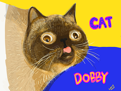 A cat called Dobby