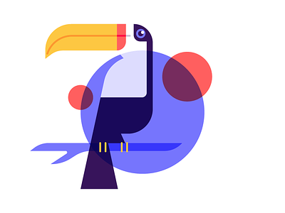 Toucan animal bird colors design exotic illustration nature toucan