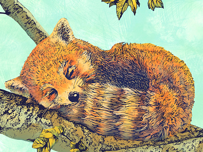 Red Panda animal colour cute digital painting illustration ink