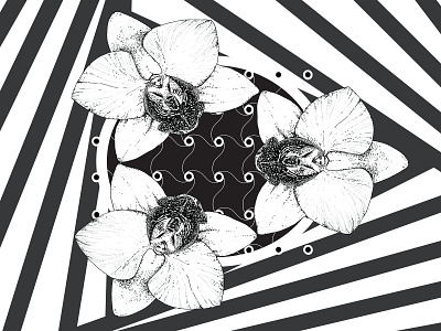 Orchids black and white flower illustration ink lines vector