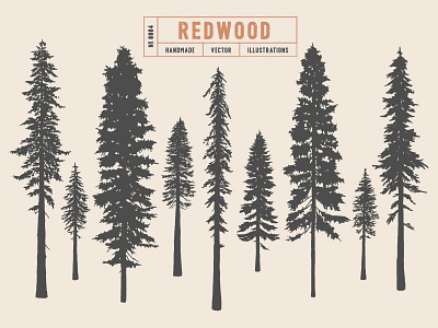 Redwood douglas fir evergreen illustration nature pine redwood silhouette spruce tree vector wood woodland