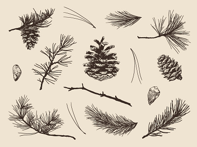 Pine Elements art branches design forest illustration needles pine pine comes seeds spruce twigs vector