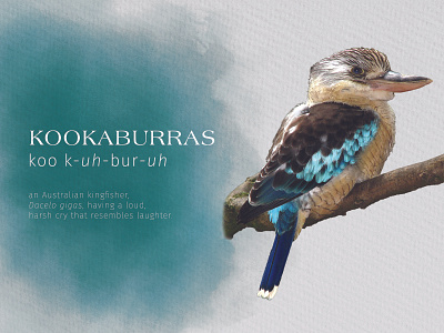 Kookaburra Card animal photoshop watercolor