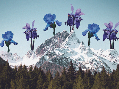 April Iris Mountains collage collageart flowers perspective photoshop