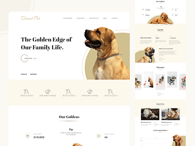 Direct Pet design homepage landingapge minimaldesign ui ux