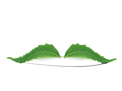 neem leaf png