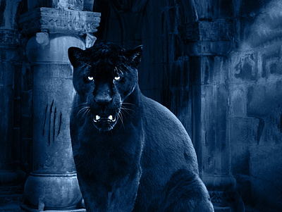 Black Tiger black castle concept eye majid night tiger