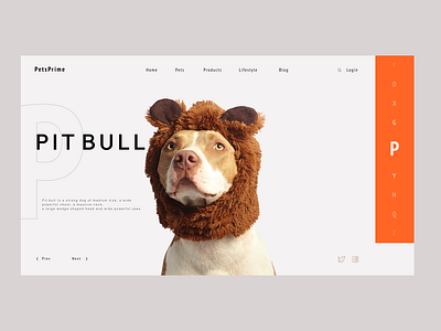 Pitt designs, themes, templates and downloadable graphic elements on  Dribbble