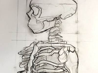 Skull and Ribcage pencil sketch ribcage skeleton skull