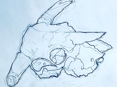 Cow Skull Contour contour cow skll pencil sketch skeleton skull