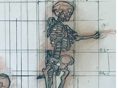 Drawing 2 Midterm: Skeleton contour pencil sketch ribcage skeleton skull