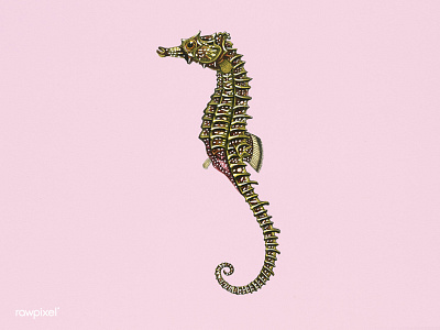 Seahorse