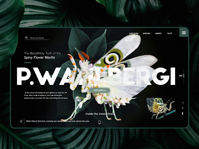 Mantis animal app design education illustration mantis ui ux web website wed design