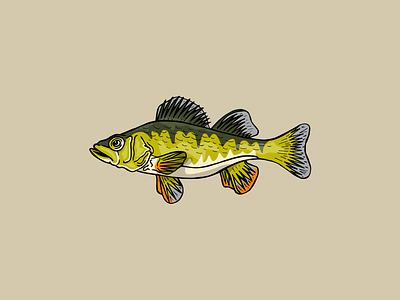 Perch Illustration ai design drawing icon illustration vector