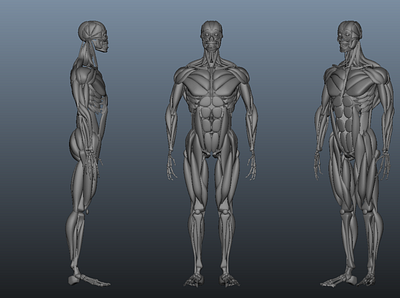 Human Muscles 3D Render 3d character 3dmodeling