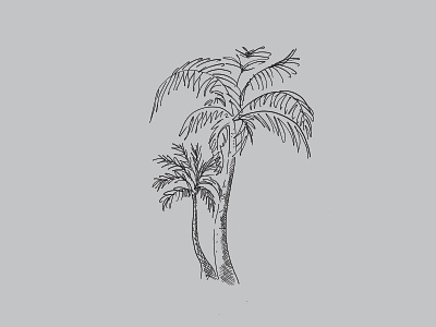 Palm trees design drawing illustration palm trees plants vegetal